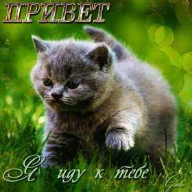 Привет Открытка привет, приветик, приветствие, картинка с надписью привет Открытка картинка привет, привет, открытки картинки привет, открытки картинки приветствие, приветик, привет, красивые, яркие, красочные открытки привет скачать бесплатно