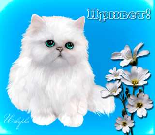 Привет Открытка привет, приветик, приветствие, картинка с надписью привет Открытка картинка привет, привет, открытки картинки привет, открытки картинки приветствие, приветик, привет, красивые, яркие, красочные открытки привет скачать бесплатно