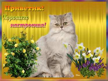 хорошего настроения Открытка с пожеланием хорошего настроения, классного настроения Открытка картинка хорошего, отличного настроения, открытки картинки хорошего, позитивного настроения, открытка пожелания хорошего настроения скачать бесплатно .