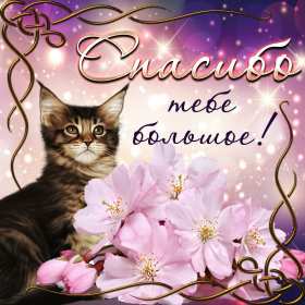 Спасибо Открытка спасибо, с надписью спасибо, благодарю, большое спасибо Открытка картинка спасибо, открытки картинки спасибо, с надписью спасибо на открытке, красивая открытка картинка с надписью спасибо, благодарю скачать бесплатно