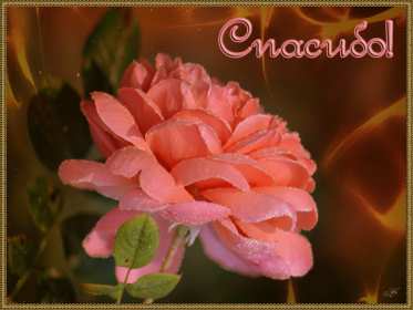 Спасибо Открытка спасибо, спасибо большое, я тебя благодарю спасибо . Картинки открытки с надписью спасибо на открытке, открытка картинка яркая спасибо, огромное спасибо, выражаю благодарность спасибо, открытка красивая спасибо .