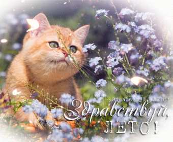 С первым днём лета Открытка 1 июня первый день лета, с наступлением лета яркие поздравления Картинка открытка с первым днём лета, картинки открытки яркие красивые с началом лета 1 июня, первый день лета поздравления, открытка начало лета скачать бесплатно