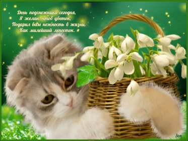 С днём подснежника Открытка день подснежника, на день подснежника поздравления . Картинка открытка картинки открытки на день подснежника, с днём подснежника 19 апреля, поздравляю с днём подснежника, красивая весенняя открытка картинка день подснежника