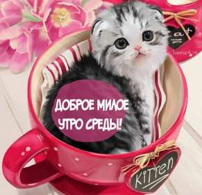 Доброе утро среда Открытка доброе утро среда, с добрым утром среды, в среду . Открытка картинка доброго утра среды, доброе утро среды, открытки картинки с добрым утро среды, в среду, утро в среду, красивая открытка доброе утро среды скачать бесплатно