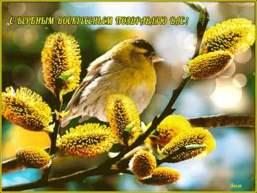 Вербное Воскресенье Открытка Вербное Воскресенье, с праздником Вербное Воскресенье Открытки картинки на вербное Воскресенье, поздравления с вербным, православный праздник вербное Воскресенье, открытка картинка с вербным Воскресеньем скачать бесплатно