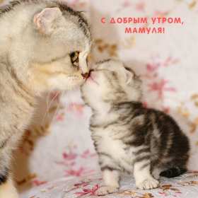 Доброе утро! Мама Открытка с добрым утром мама, мамочка, мамуля, Доброго утра мама! Картинка открытка с пожеланиями доброго утра маме. С добрым утром мама. Дорогая мама! Красивые открытки с для мамы с добрым утром. Картинки доброе утро мама, мамочка. Скачать бесплатно.