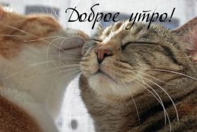 Открытка. Открытки доброе утро Открытка доброе утро, картинка с добрым утром, надпись доброе утро Открытка доброе утро, открытка с добрым утром, картинка доброе утро, картинка с добрым утром, надпись доброе утро, надпись с добрым утром, картинка завтрак, пожелание доброго утра