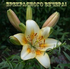 Открытка. Открытки добрый вечер Открытка добрый вечер, картинка доброго вечера, надпись добрый вечер Открытка добрый вечер, картинка доброго вечера, надпись добрый вечер, пожелание доброго вечера, картинка хорошего вечера, картинка нескучного вечера, картинка приятного вечера