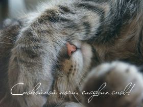 Открытка. Открытки спокойной ночи Открытка спокойной ночи, картинка спокойной ночи, надпись спокойной ночи Открытка спокойной ночи, картинка спокойной ночи, надпись спокойной ночи, картинка сладких снов, надпись сладких снов, открытка сладких снов, картинка доброй ночи, желаю спокойной ночи