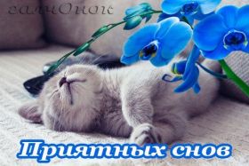 Открытка. Открытки спокойной ночи Открытка спокойной ночи, картинка спокойной ночи, надпись спокойной ночи Открытка спокойной ночи, картинка спокойной ночи, надпись спокойной ночи, картинка сладких снов, надпись сладких снов, открытка сладких снов, картинка доброй ночи, желаю спокойной ночи