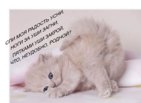 Открытка. Открытки спокойной ночи Открытка спокойной ночи, картинка спокойной ночи, надпись спокойной ночи Открытка спокойной ночи, картинка спокойной ночи, надпись спокойной ночи, картинка сладких снов, надпись сладких снов, открытка сладких снов, картинка доброй ночи, желаю спокойной ночи