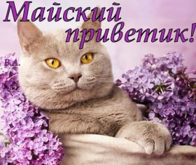 Открытка. Открытка Привет! Открытка Майский привет, открытка Майский приветик, надпись Майский привет, картинка Майский приветик Открытка Майский привет, открытка Майский приветик, надпись Майский привет, надпись Майский приветик, картинка Майский приветик, картинка Майский привет, май, Майский привет