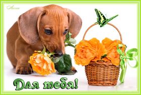 Открытка. Открытки Для тебя Открытка для тебя, картинка тебе, надпись тебе, для тебя, открытка просто так Открытка для тебя, открытка тебе, открытка просто так, картинка для тебя, картинка тебе, надпись для тебя, надпись тебе, открытка просто так, цветы для тебя, цветы тебе