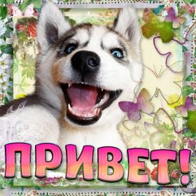 Открытка. Открытка Привет! Открытка привет, открытка приветик, открытка здрасьте, открытка здрасте, привет тебе, приветик для тебя Открытка привет, открытка приветик, открытка здрасьте, открытка здрасте, привет тебе, приветик для тебя, картинка привет, картинка приветик, картинка здрасьте, картинка здрасте, надпись привет, надпись приветик, надпись здрасьте, надпись здрасте