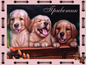 Открытка. Открытка Привет! Открытка привет, открытка приветик, открытка здрасьте, открытка здрасте, привет тебе, приветик для тебя Открытка привет, открытка приветик, открытка здрасьте, открытка здрасте, привет тебе, приветик для тебя, картинка привет, картинка приветик, картинка здрасьте, картинка здрасте, надпись привет, надпись приветик, надпись здрасьте, надпись здрасте