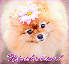 Открытка. Открытка Привет! Открытка привет, открытка приветик, открытка здрасьте, открытка здрасте, привет тебе, приветик для тебя Открытка привет, открытка приветик, открытка здрасьте, открытка здрасте, привет тебе, приветик для тебя, картинка привет, картинка приветик, картинка здрасьте, картинка здрасте, надпись привет, надпись приветик, надпись здрасьте, надпись здрасте