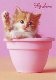 Открытка. Открытка Привет! Открытка привет, открытка приветик, открытка здрасьте, открытка здрасте, привет тебе, приветик для тебя Открытка привет, открытка приветик, открытка здрасьте, открытка здрасте, привет тебе, приветик для тебя, картинка привет, картинка приветик, картинка здрасьте, картинка здрасте, надпись привет, надпись приветик, надпись здрасьте, надпись здрасте