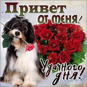 Открытка. Открытка Привет! Открытка привет, открытка приветик, открытка здрасьте, открытка здрасте, привет тебе, приветик для тебя Открытка привет, открытка приветик, открытка здрасьте, открытка здрасте, привет тебе, приветик для тебя, картинка привет, картинка приветик, картинка здрасьте, картинка здрасте, надпись привет, надпись приветик, надпись здрасьте, надпись здрасте