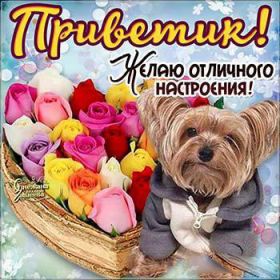 Открытка. Открытка Привет! Открытка привет, открытка приветик, открытка здрасьте, открытка здрасте, привет тебе, приветик для тебя Открытка привет, открытка приветик, открытка здрасьте, открытка здрасте, привет тебе, приветик для тебя, картинка привет, картинка приветик, картинка здрасьте, картинка здрасте, надпись привет, надпись приветик, надпись здрасьте, надпись здрасте