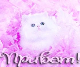 Открытка. Открытка Привет! Открытка привет, открытка приветик, открытка здрасьте, открытка здрасте, привет тебе, приветик для тебя Открытка привет, открытка приветик, открытка здрасьте, открытка здрасте, привет тебе, приветик для тебя, картинка привет, картинка приветик, картинка здрасьте, картинка здрасте, надпись привет, надпись приветик, надпись здрасьте, надпись здрасте