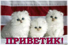 Открытка. Открытка Привет! Открытка привет, открытка приветик, открытка здрасьте, открытка здрасте, привет тебе, приветик для тебя Открытка привет, открытка приветик, открытка здрасьте, открытка здрасте, привет тебе, приветик для тебя, картинка привет, картинка приветик, картинка здрасьте, картинка здрасте, надпись привет, надпись приветик, надпись здрасьте, надпись здрасте