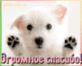 Открытка. Открытки Спасибо! Анимация спасибо, гифка спасибо, gif спасибо, надпись большое спасибо Анимация спасибо, анимированная картинка спасибо, анимационная надпись спасибо, анимация большое спасибо, анимированная открытка благодарю, анимация картинка благодарю, анимация надпись благодарю, открытка Thank you, картинка Thank you, надпись Thank you