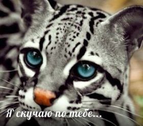 Открытка. Открытки Скучаю... Открытка скучаю, картинка скучаю, надпись скучаю, картинка скучаю без тебя Открытка скучаю, картинка скучаю, надпись скучаю, картинка скучаю без тебя, открытка скучаю по тебе, картинка я соскучилась, открытка я соскучился, я по тебе скучаю