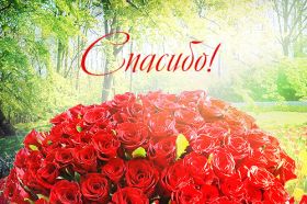 Открытка. Открытки Спасибо! Открытка спасибо, картинка спасибо, надпись спасибо, большое спасибо Открытка спасибо, картинка спасибо, надпись спасибо, большое спасибо, открытка благодарю, картинка благодарю, надпись благодарю, открытка Thank you, картинка Thank you, надпись Thank you