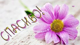 Открытка. Открытки Спасибо! Открытка спасибо, картинка спасибо, надпись спасибо, большое спасибо Открытка спасибо, картинка спасибо, надпись спасибо, большое спасибо, открытка благодарю, картинка благодарю, надпись благодарю, открытка Thank you, картинка Thank you, надпись Thank you