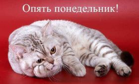 Открытка. Открытки про дни недели Открытки про понедельник, картинка понедельник, легкого понедельника Открытки про понедельник, картинка понедельник, открытка легкого понедельника, надпись понедельник, картинка отличного понедельника, картинка опять понедельник