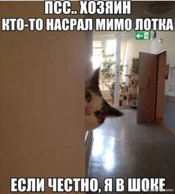 Открытка! Картинка кошка, открытка про кошек, приколы про кошек, кошка