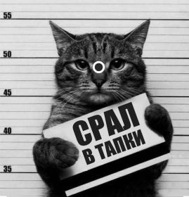 Открытка. Картинки про кошек Картинка кошка, открытка про кошек, приколы про кошек, кошка Картинка кошка, открытка про кошек, приколы про кошек, кошка, фразочки про кошек, прикольная открытка про кошек, картинка про кошек, надписи про кошек, прикольные фразы про кошек