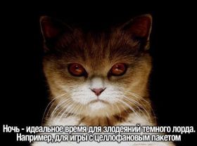 Открытка. Картинки про кошек Картинка кошка, открытка про кошек, приколы про кошек, кошка Картинка кошка, открытка про кошек, приколы про кошек, кошка, фразочки про кошек, прикольная открытка про кошек, картинка про кошек, надписи про кошек, прикольные фразы про кошек