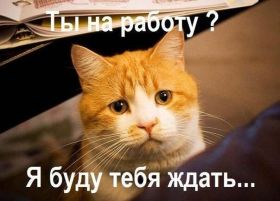 Открытка. Картинки про кошек Картинка кошка, открытка про кошек, приколы про кошек, кошка Картинка кошка, открытка про кошек, приколы про кошек, кошка, фразочки про кошек, прикольная открытка про кошек, картинка про кошек, надписи про кошек, прикольные фразы про кошек