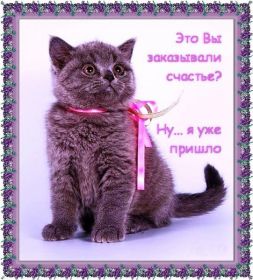 Открытка. Картинки про кошек Картинка кошка, открытка про кошек, приколы про кошек, кошка Картинка кошка, открытка про кошек, приколы про кошек, кошка, фразочки про кошек, прикольная открытка про кошек, картинка про кошек, надписи про кошек, прикольные фразы про кошек