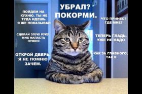 Открытка. Картинки про кошек Картинка кошка, открытка про кошек, приколы про кошек, кошка Картинка кошка, открытка про кошек, приколы про кошек, кошка, фразочки про кошек, прикольная открытка про кошек, картинка про кошек, надписи про кошек, прикольные фразы про кошек