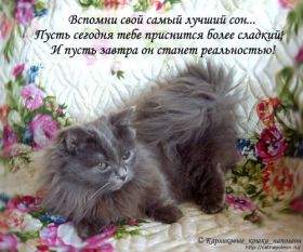 Открытка. Картинки про кошек Картинка кошка, открытка про кошек, приколы про кошек, кошка Картинка кошка, открытка про кошек, приколы про кошек, кошка, фразочки про кошек, прикольная открытка про кошек, картинка про кошек, надписи про кошек, прикольные фразы про кошек