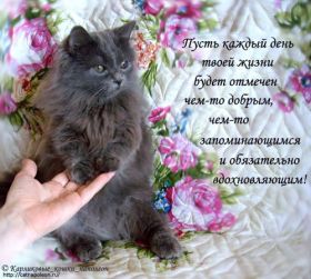 Открытка. Картинки про кошек Картинка кошка, открытка про кошек, приколы про кошек, кошка Картинка кошка, открытка про кошек, приколы про кошек, кошка, фразочки про кошек, прикольная открытка про кошек, картинка про кошек, надписи про кошек, прикольные фразы про кошек