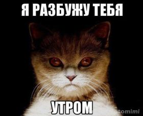 Открытка. Картинки про кошек Картинка кошка, открытка про кошек, приколы про кошек, кошка Картинка кошка, открытка про кошек, приколы про кошек, кошка, фразочки про кошек, прикольная открытка про кошек, картинка про кошек, надписи про кошек, прикольные фразы про кошек