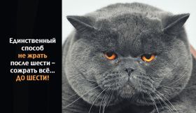 Открытка. Картинки про диеты Картинки про диеты, фразочки про диеты, диета, проколы про диеты Картинки про диеты, фразочки про диеты, диета, проколы про диеты, открытки про диеты, анекдот про диету, картинка про диету