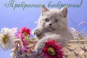 Открытка. Открытки про дни недели Открытка хороших выходных, картинка отличных выходных, картинка воскресенье Открытка хороших выходных, картинка отличных выходных, картинка воскресенье, картинка выходные, открытка выходные, надпись выходные, желаю классных выходных, картинка замечательных выходных