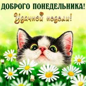 Открытка! Открытка доброе утро понедельника, с добрым утром понедельник