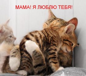 Открытка. Мама я тебя люблю Открытка для мамы, картинка для мамы, картинка про маму Открытка для мамы, открытка про маму, открытка маме, картинка для мамы, картинка про маму, картинка любимой мамочке, картинка мама я люблю тебя, картинка мама