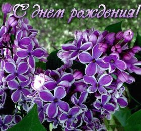 Открытка. Открытки на день рождения с цветами Открытка цветы на день рождения, картинка цветы на день рождения Открытка цветы на день рождения, картинка цветы на день рождения, поздравить с днем рождения цветы, картинка на день рождения с цветами, стихи и цветы на день рождения