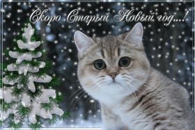Открытка. Открытки на Старый Новый Год Старый Новый Год, 13 января, поздравить со старым новым годом Старый Новый Год, 13 января, поздравить со старым новым годом, картинка на старый новый год, открытка на старый новый год, прикол про старый новый год, поздравление на старый новый год