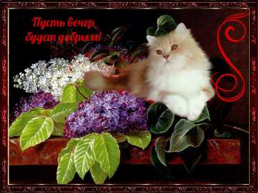 Открытка! Открытка добрый вечер, пожелания доброго вечера, вечернее настроение