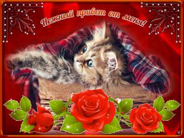 Открытки привет! Открытка красивая яркая с надписью привет, приветик, приветствие Открытка открытки картинка картинки привет, приветик, приветствие, открытка картинка с надписью привет, яркое приветствие тёплый привет, приветик скачать бесплатно .