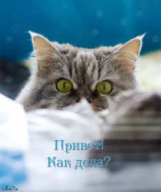 Открытки привет! Открытка красивая яркая с надписью привет, приветик, приветствие Открытка открытки картинка картинки привет, приветик, приветствие, открытка картинка с надписью привет, яркое приветствие тёплый привет, приветик скачать бесплатно .