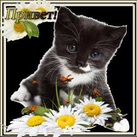 Открытки привет! Открытка красивая яркая с надписью привет, приветик, приветствие Открытка открытки картинка картинки привет, приветик, приветствие, открытка картинка с надписью привет, яркое приветствие тёплый привет, приветик скачать бесплатно .