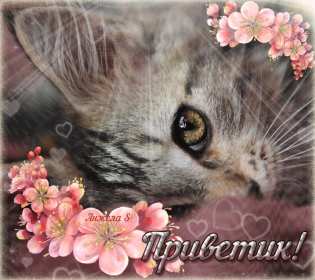 Открытки привет! Открытка красивая яркая с надписью привет, приветик, приветствие Открытка открытки картинка картинки привет, приветик, приветствие, открытка картинка с надписью привет, яркое приветствие тёплый привет, приветик скачать бесплатно .